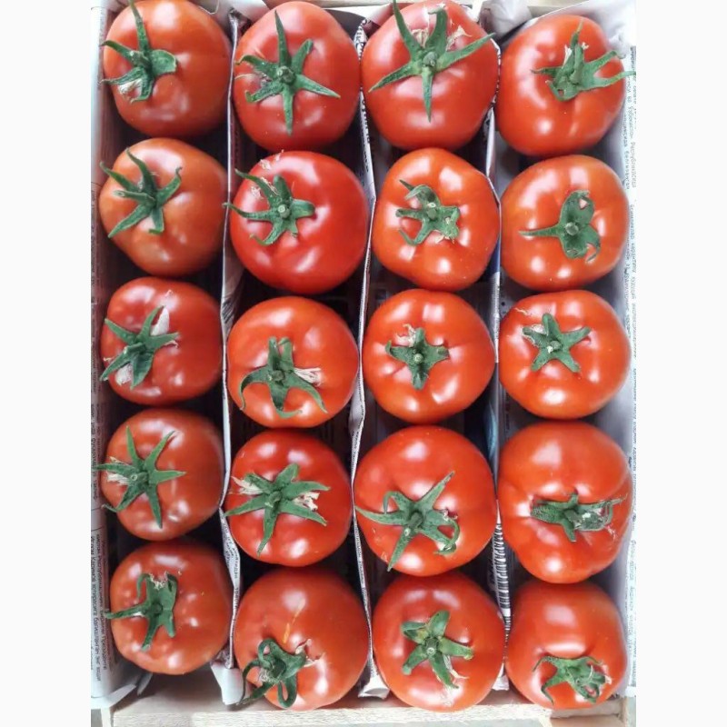 Фото 3. Продаем свежие помидоры/томаты оптом