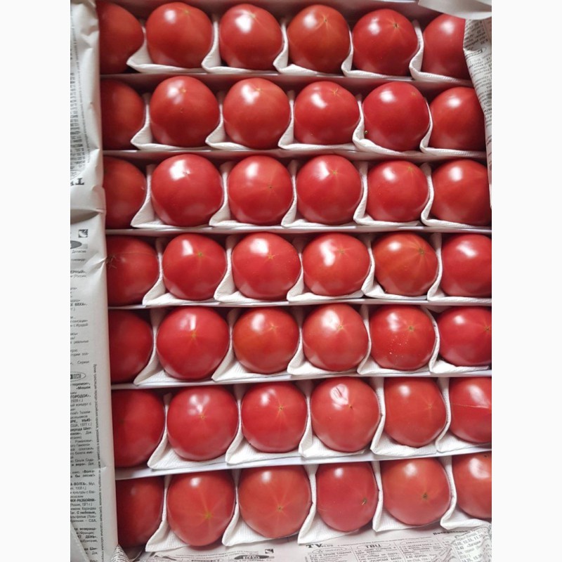 Фото 2. Продаем свежие помидоры/томаты оптом