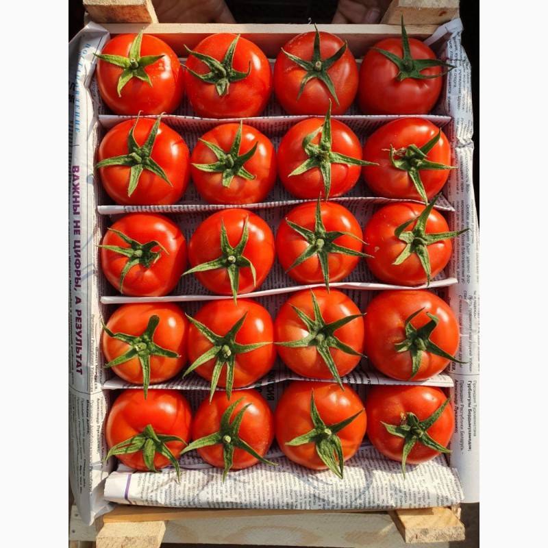 Фото 4. Продаем свежие помидоры/томаты оптом