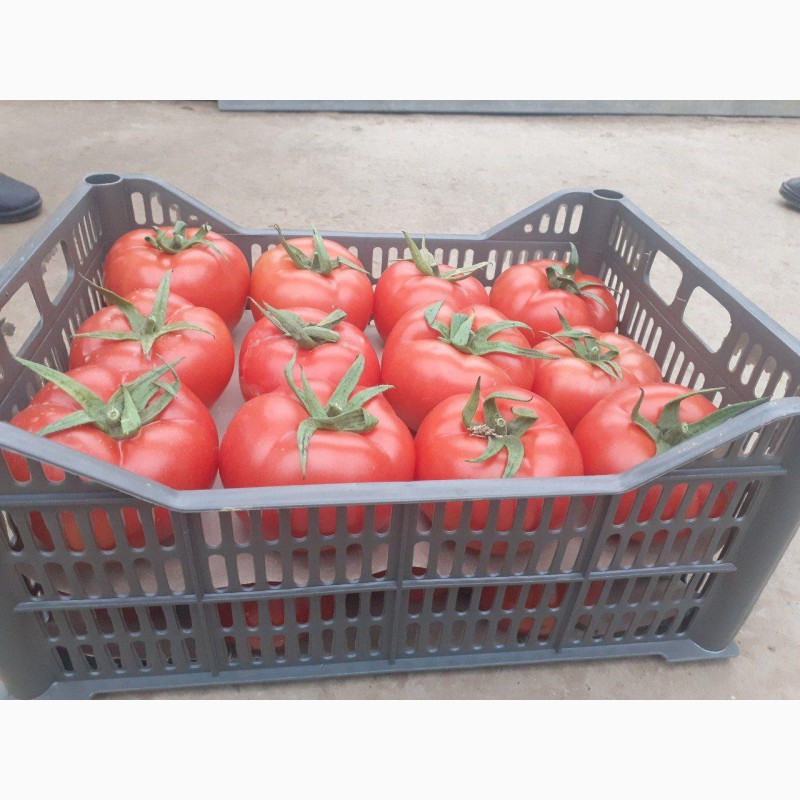 Фото 6. Продаем свежие помидоры/томаты оптом