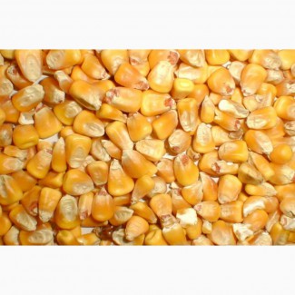 Купим отруби пшеничное и фуражная кукуруза