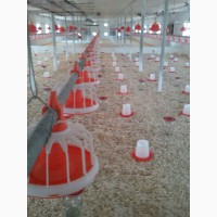 Бройлер - автоматика для выращивания птицы - климат контроль