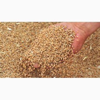 Продам пшеницу 3 класс мягких сортов