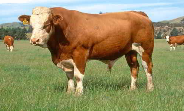 Фото 2. Предоставляем на експорт КРС с Украины - бык, корова жывой вес