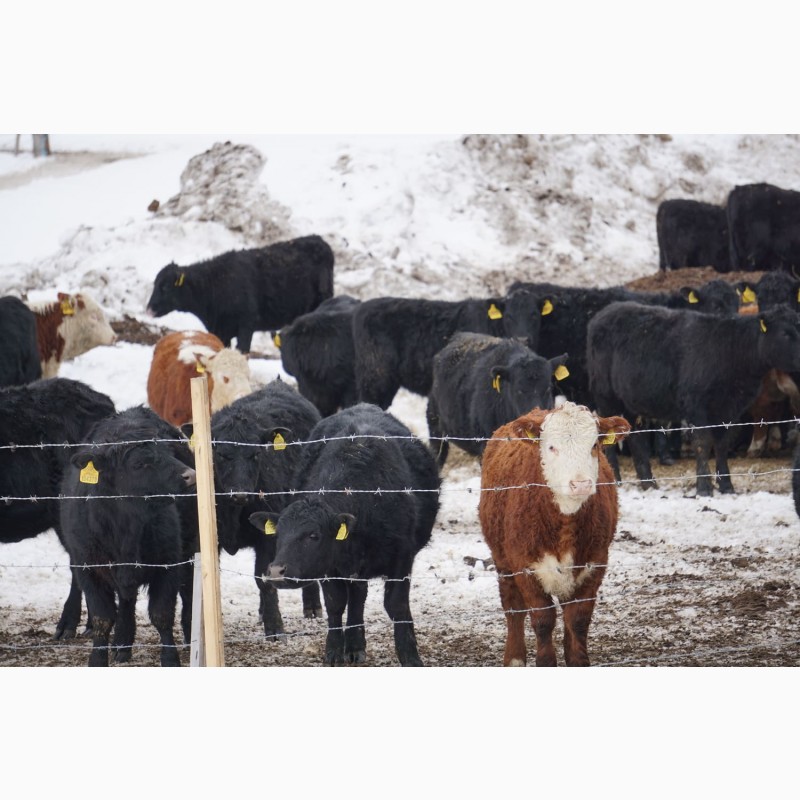 Фото 2. Продажа крупно-рогатого скота (КРС) с аттестованной площадки! Бычки на откорм