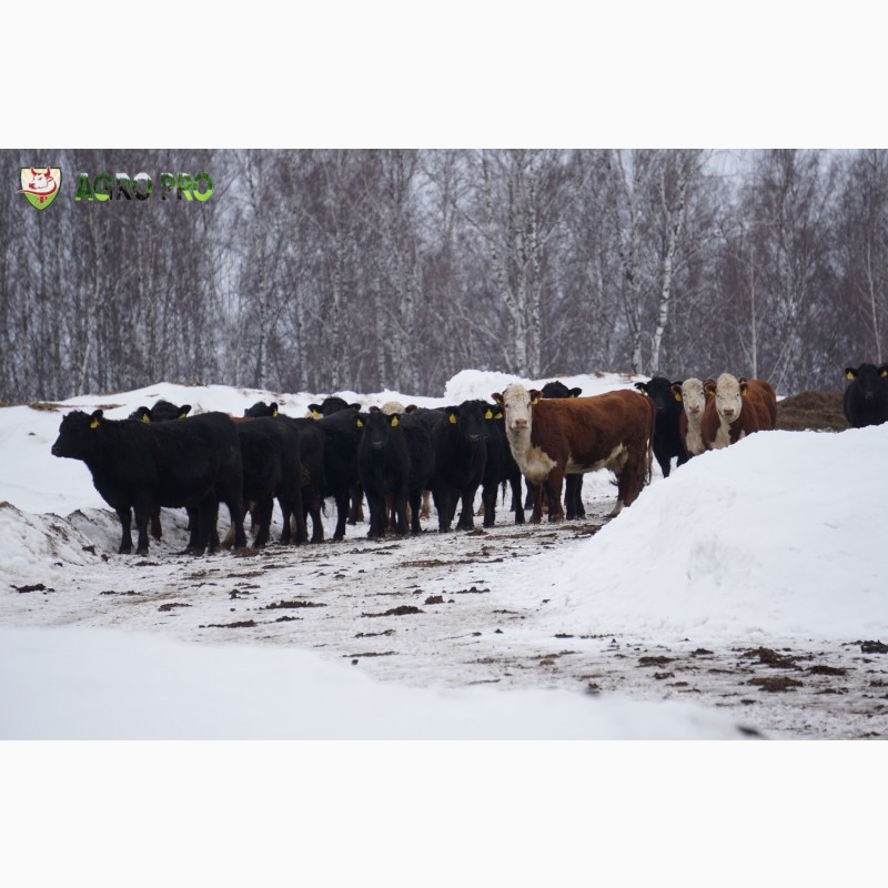 Фото 3. Продажа крупно-рогатого скота (КРС) с аттестованной площадки! Бычки на откорм