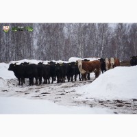 Продажа крупно-рогатого скота (КРС) с аттестованной площадки! Бычки на откорм