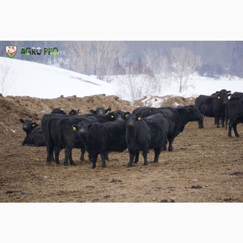 Фото 4. Продажа крупно-рогатого скота (КРС) с аттестованной площадки! Бычки на откорм