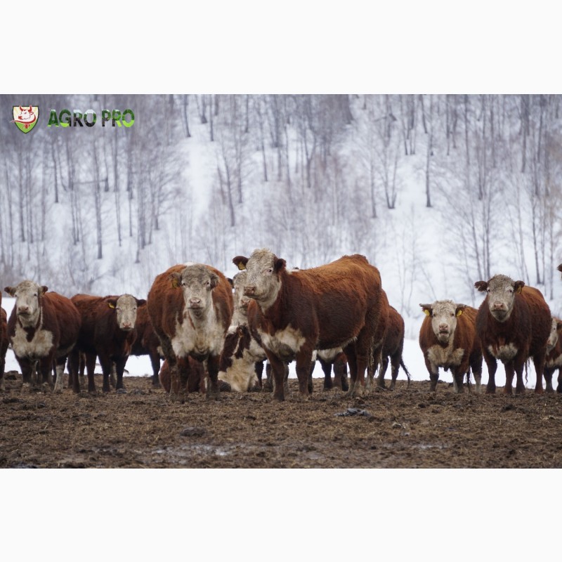 Фото 6. Продажа крупно-рогатого скота (КРС) с аттестованной площадки! Бычки на откорм
