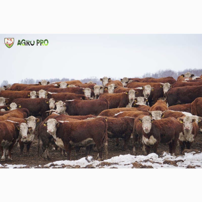 Фото 7. Продажа крупно-рогатого скота (КРС) с аттестованной площадки! Бычки на откорм