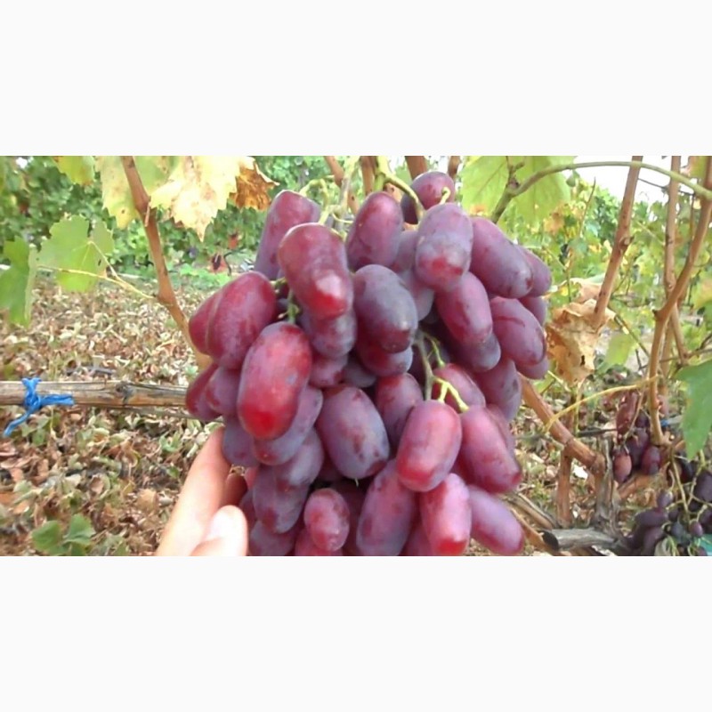 Фото 2. Продаём оптом виноград сортов Ризамат, Хусайни и Дамсуий пальчик