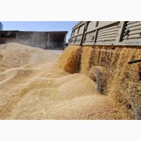 Пшеница мукомольная DAP Узбекистан
