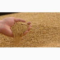 Пшеница мукомольная DAP Узбекистан