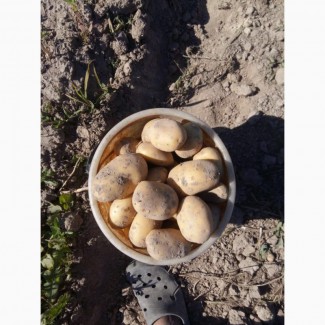 Продам картофель продовольственный. Беларусь