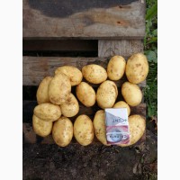 Продам картофель продовольственный. Беларусь