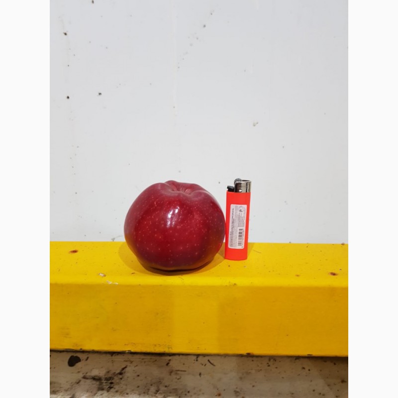 Фото 3. Яблоки оптом. Урожай 2019 года