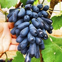 Саженцы Европейского сорта винограда с методом In-Vitro