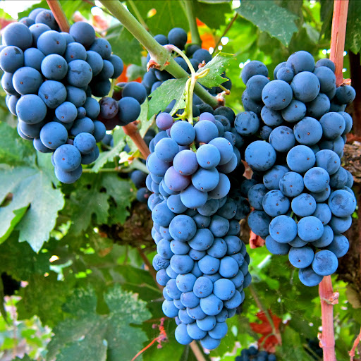 Фото 2. Саженцы Европейского сорта винограда с методом In-Vitro