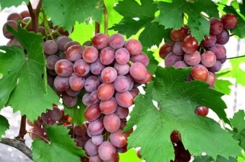 Фото 3. Саженцы Европейского сорта винограда с методом In-Vitro