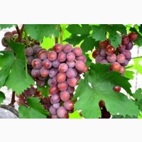 Саженцы Европейского сорта винограда с методом In-Vitro