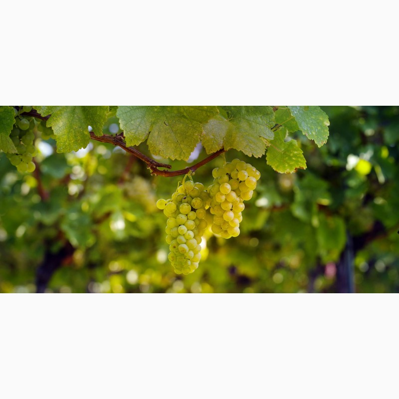 Фото 4. Саженцы Европейского сорта винограда с методом In-Vitro
