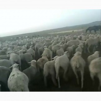Продам мериносовых овец