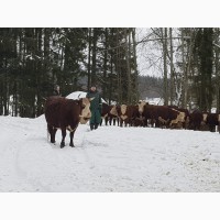 Продажа товарных беременных коров пород Черно-пестрая, Симментал, Герефорд, Казахская бел