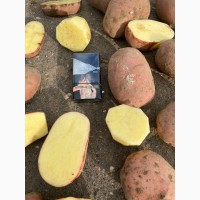 Продам товарный картофель калибр 5+ сортов: Бриз, Галла, Манифест, Ред Скарлет, и др