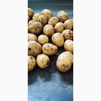 Продам картофель оптом сорта ГАЛА