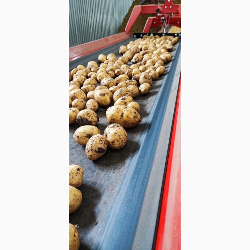 Фото 4. Продам картофель оптом сорта ГАЛА