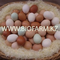 Инкубационное яйцо всех птиц :бройлер, несушка, утки, гуси, индейка, перепелка