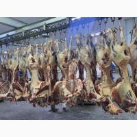 Продам тушки баранов с Монголии от поставщика с 100 тонн