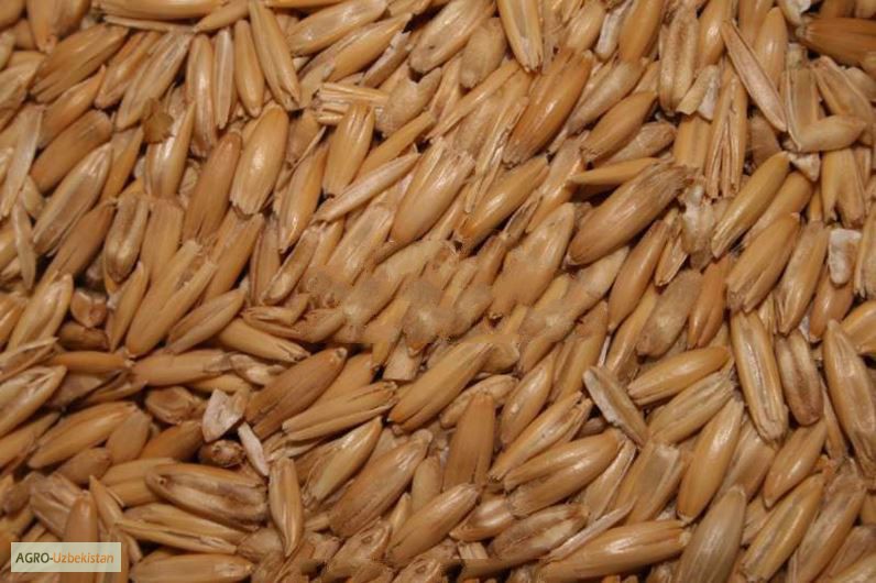 Продам пшеницу мягких сортов — Agro-Uzbekistan