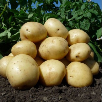Продам картофель в свежим виде