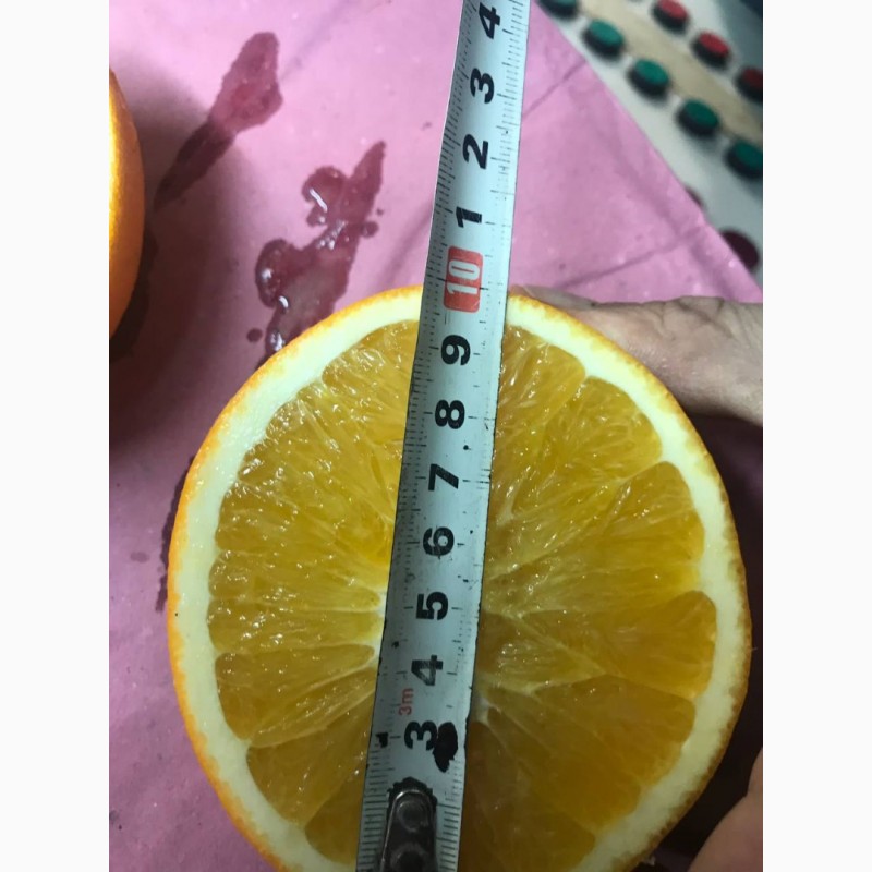 Фото 2. Апельсины в оптом