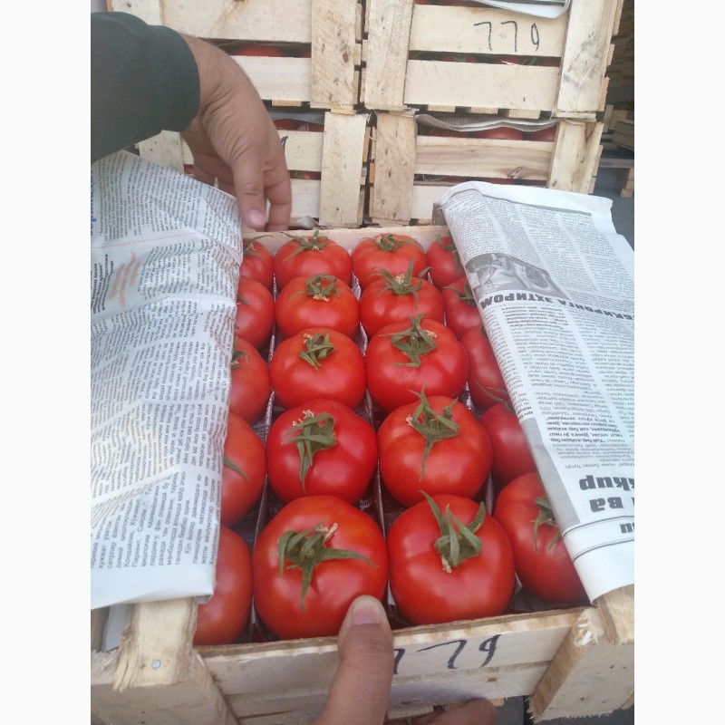 Фото 12. Продам помидоры розовый красный оптом