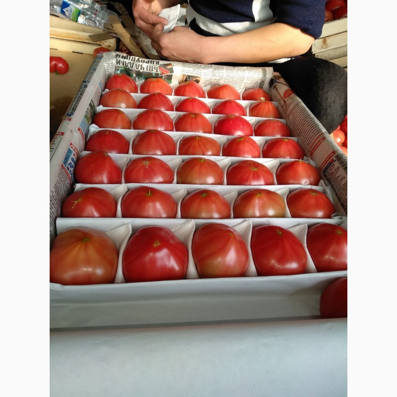Фото 14. Продам помидоры розовый красный оптом