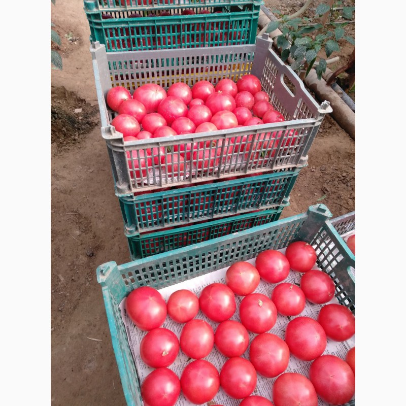 Фото 16. Продам помидоры розовый красный оптом