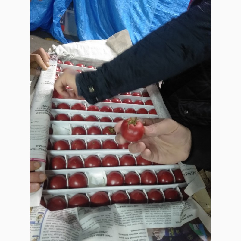 Фото 3. Продам помидоры розовый красный оптом