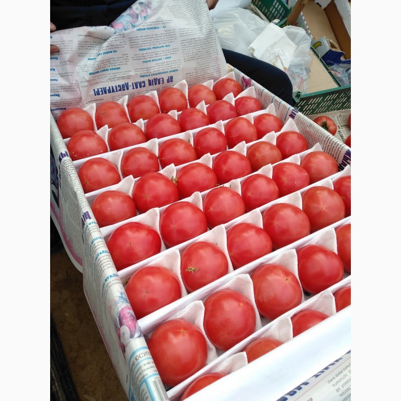 Фото 9. Продам помидоры розовый красный оптом