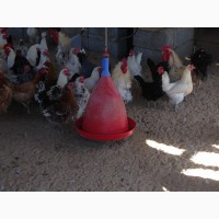 Поилки для курей бройлеров цыплят, поилки для птиц