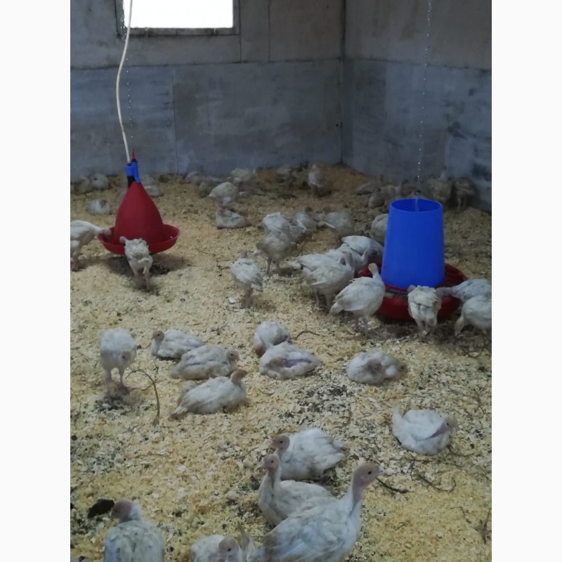 Фото 7. Поилки для курей бройлеров цыплят, поилки для птиц