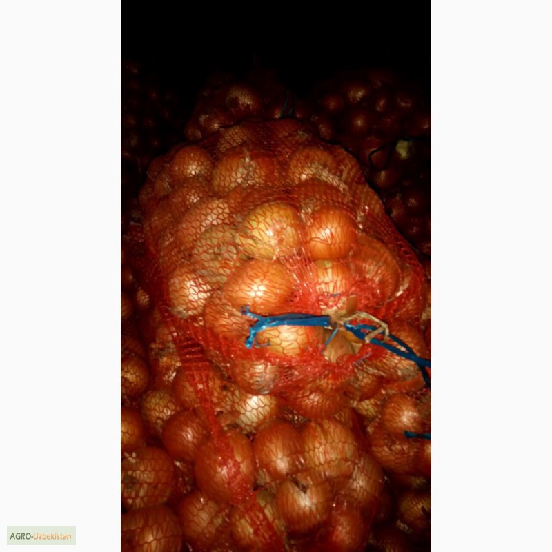 Фото 6. ЛУК качественный - поставщик из Украины - Овощи, фрукты