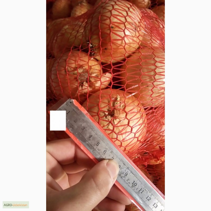 Фото 2. ЛУК качественный - поставщик из Украины - Овощи, фрукты