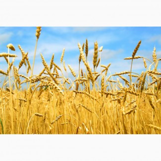 Продажа фуражной пшеницы (5 класс) из Казахстана