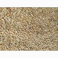 Продам пшеницу 4, 5 класс, Казахстан (Северная)