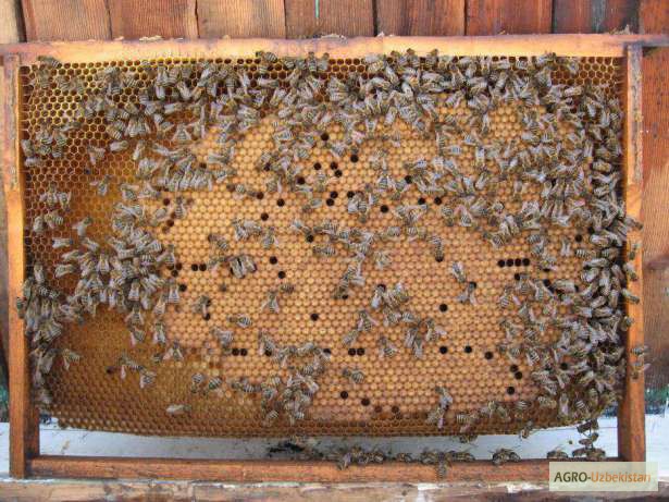 Фото 2. Продам пчёл с ульями