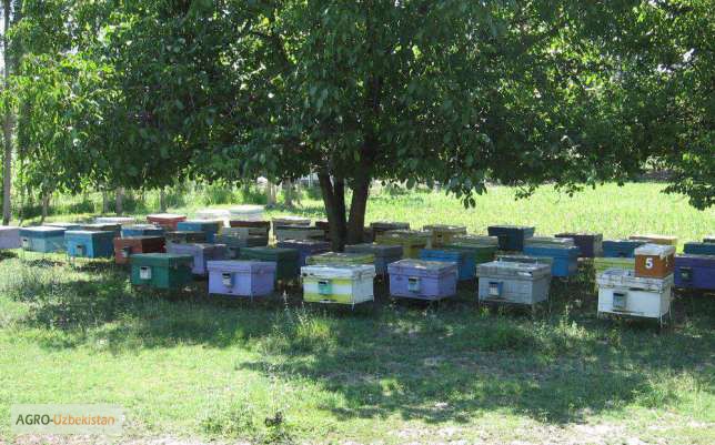 Фото 3. Продам пчёл с ульями