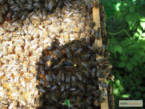 Фото 4. Продам пчёл с ульями