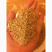 Пшеница оптовые поставки